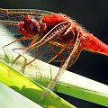 macro